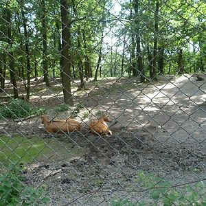Part of the Pere Davids deer exhibit