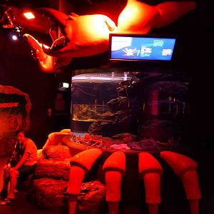 First 'claws' tank, June 2013.