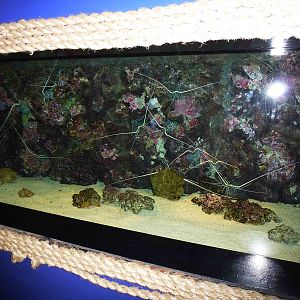 Spiny lobster tank, June 2013.