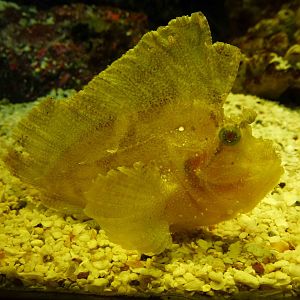 Leaf scorpionfish, June 2013.