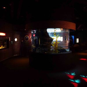 More molluscs - 'weird and wonderful', June 2013.