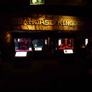 Seahorse Kingdom, June 2013.