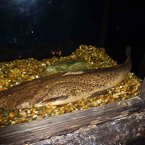 Pacman catfish, June 2013.