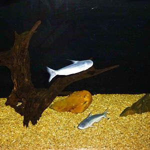 Blue shark catfish, June 2013.