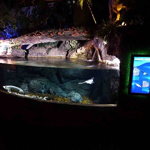 'Jurassic fish' tank, June 2013.