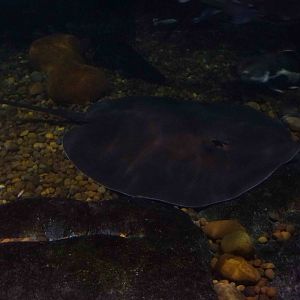 Giant freshwater stingray, June 2013.
