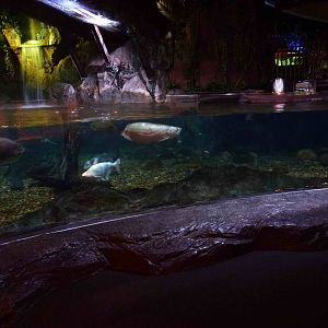 Freshwater giants tank, June 2013.