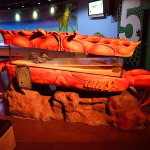 Horseshoe crab tank, June 2013.