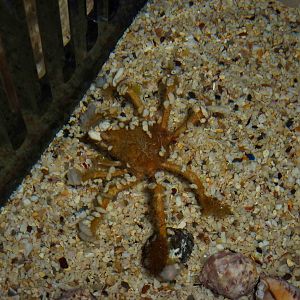 Decorator crab, June 2013.