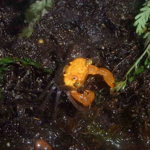 Vampire crab, June 2013.