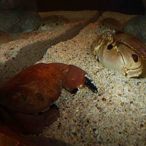 Red bun crab and spotted box crabs, June 2013.