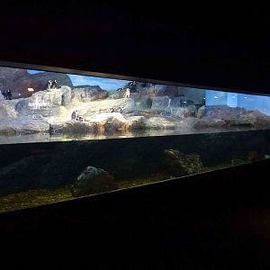 Penguin enclosure, June 2013.