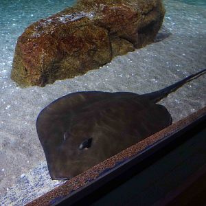 Pink whipray, June 2013.