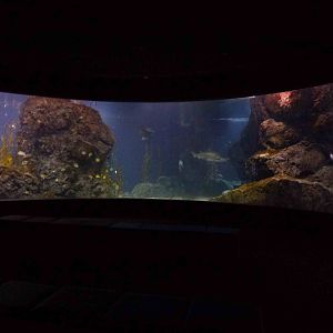 Viewing area for main tank, June 2013.