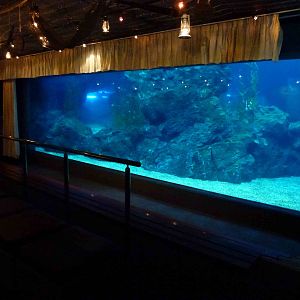 Viewing area for main tank, June 2013.