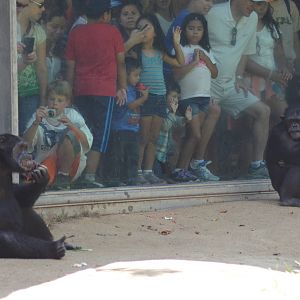 Chimpanzees