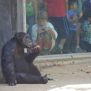 Chimpanzee