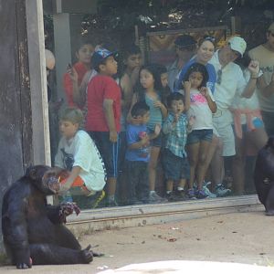 Chimpanzees