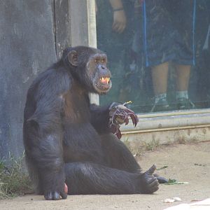 Chimpanzee