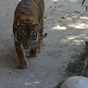 Sumatran Tigers At Play