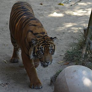 Sumatran Tigers At Play