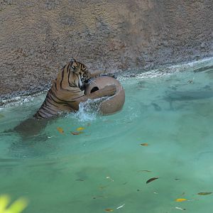 Sumatran Tigers At Play