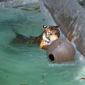 Sumatran Tigers At Play