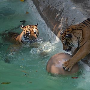 Sumatran Tigers At Play