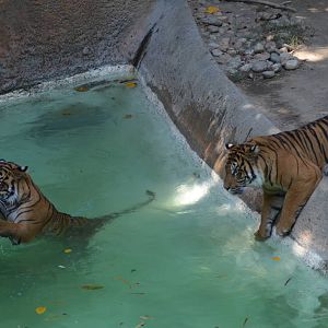 Sumatran Tigers At Play