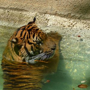 Sumatran Tigers At Play