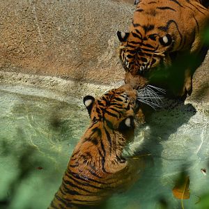 Sumatran Tigers At Play