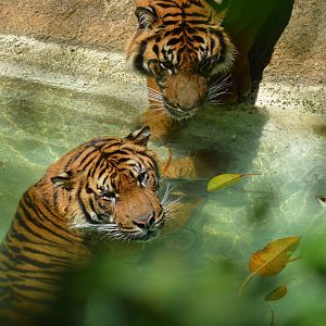 Sumatran Tigers At Play