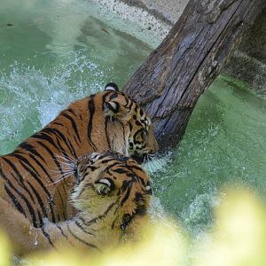 Sumatran Tigers At Play