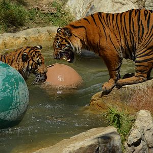 Sumatran Tigers At Play