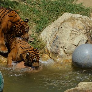 Sumatran Tigers At Play