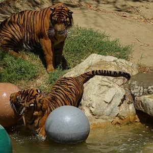 Sumatran Tigers At Play