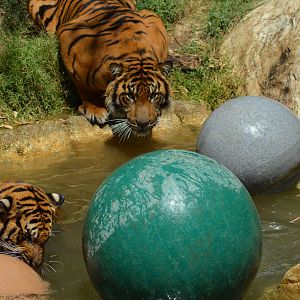 Sumatran Tigers At Play
