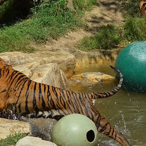 Sumatran Tigers At Play