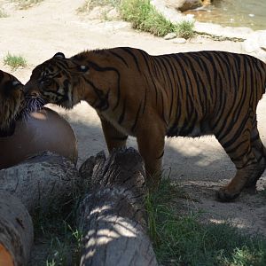 Sumatran Tigers At Play