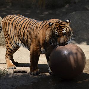 Sumatran Tigers At Play