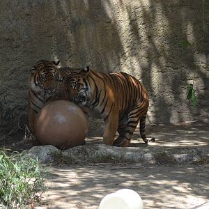 Sumatran Tigers At Play
