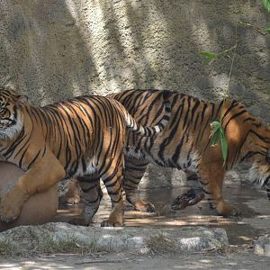 Sumatran Tigers At Play