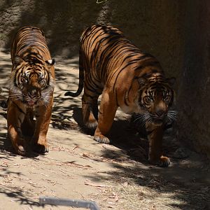 Sumatran Tigers At Play