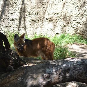Maned Wolf