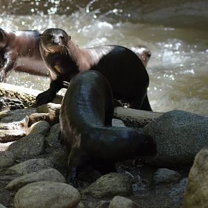Giant Otters At Play