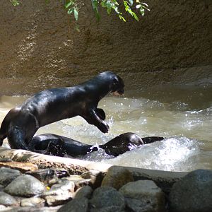 Giant Otters At Play