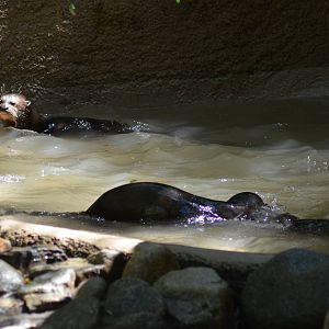 Giant Otters At Play