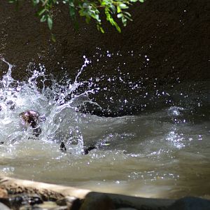 Giant Otters At Play