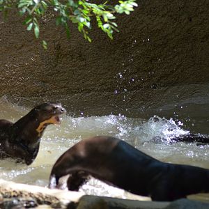 Giant Otters At Play