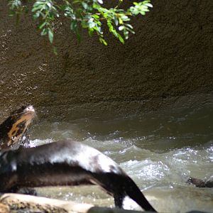 Giant Otters At Play